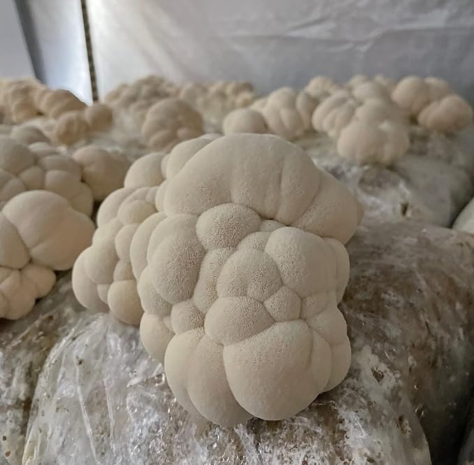 Hodgins Harvest Organic Lion’s Mane + Reishi Tincture | Made with Mushrooms Grown On Our Farm in The USA | Dual Extract | Extra-Concentrated (4 fl oz)