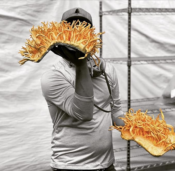 Hodgins Harvest Organic Cordyceps Tincture | Made with Mushrooms Grown On Our Farm in The USA | Dual Extract | Extra-Concentrated (4 fl oz)