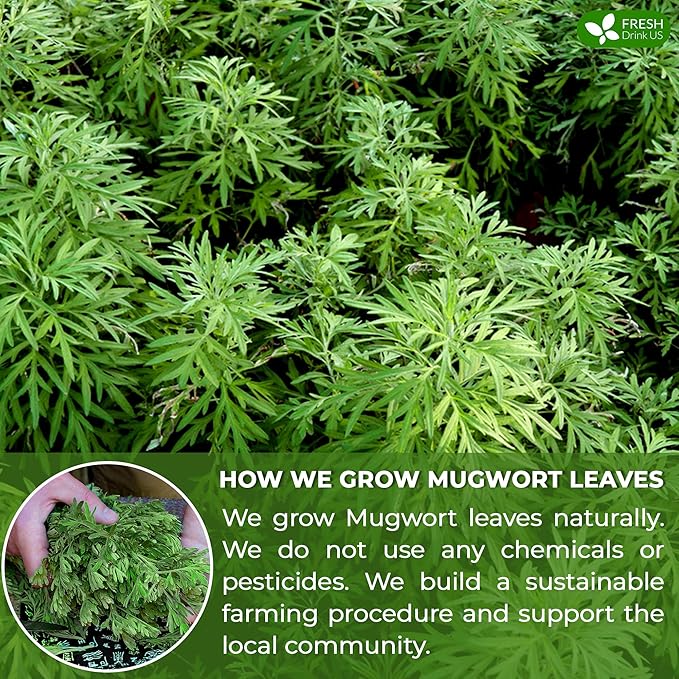 FreshDrinkUS, Premium 45 Mugwort Leaf Tea Bags, 100% Natural and Pure Mugwort Leaves. Loose Leaf Mugwort Herbal Tea. Mugwort Leaf Tea. No Sugar, No Caffeine, No Gluten, Vegan. (45 Tea Bags)