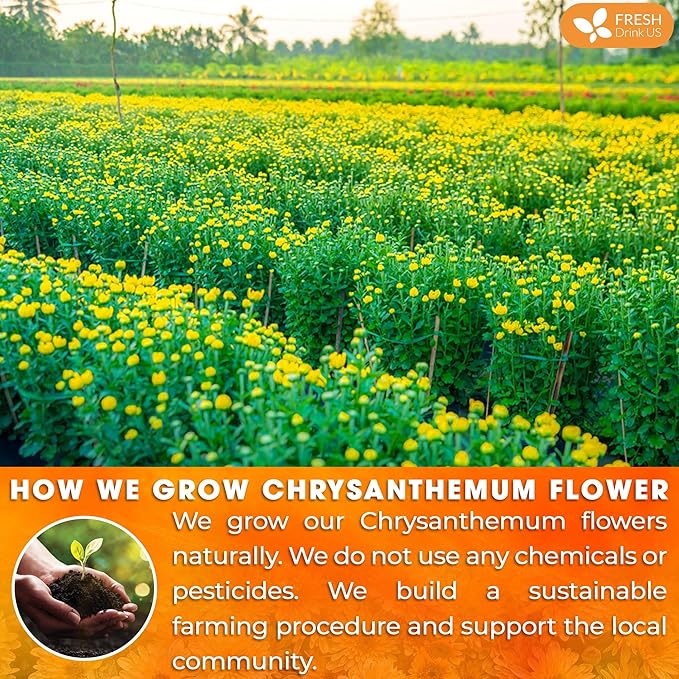 FreshDrinkUS, Premium 5oz Chrysanthemum Flowers, 100% Natural & Pure Chrysanthemum Flower Dried, Chrysanthemum Herbal Tea, No Additives, No Caffeine, Vegan