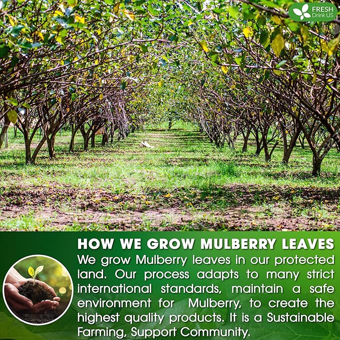 FreshDrinkUS Premium Mulberry Leaf Tea - 50 Bags, 100% Natural & Pure. Loose Leaf Herbal Tea. Natural Material Tea Bags. No Sugar, Caffeine, Gluten. Vegan.