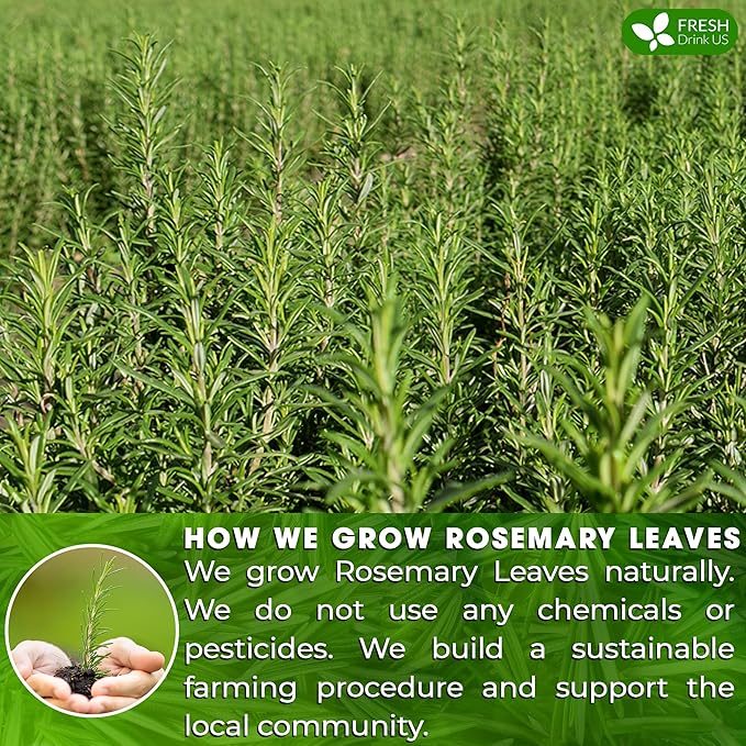 FreshDrinkUS Premium Rosemary Leaf Tea Bags - 75 Count, 100% Natural Dried Leaves, Pure Herbal Tea, No Additives, No Caffeine, No Gluten, Vegan